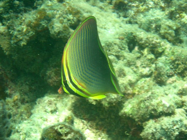 30- Poisson-papillon 